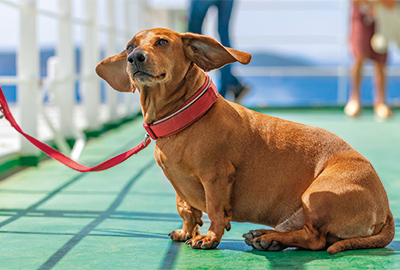 Dover Calais - Pets